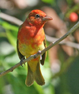 Summer Tanager 1st-year male